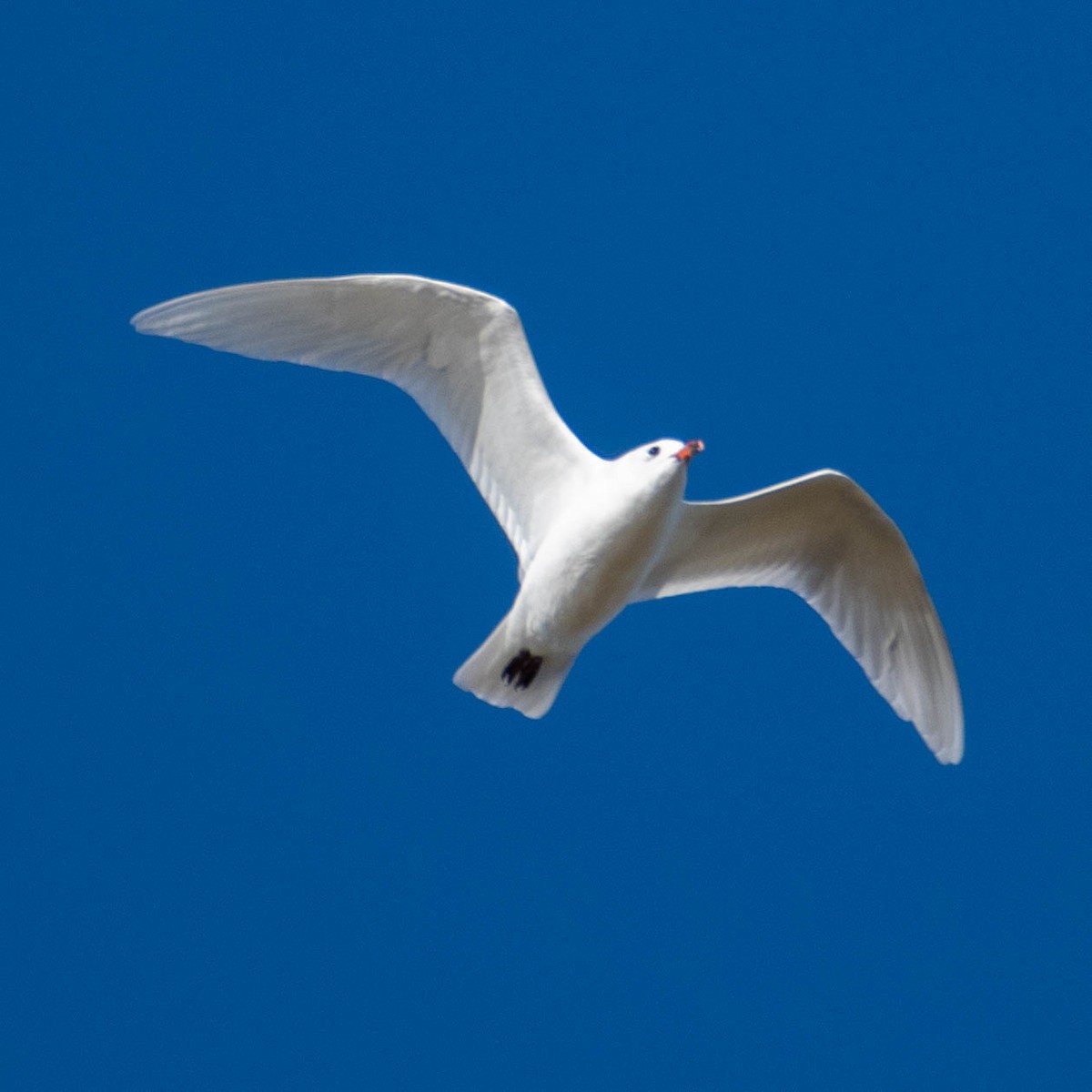 Mediterranean Gull - ML646105010
