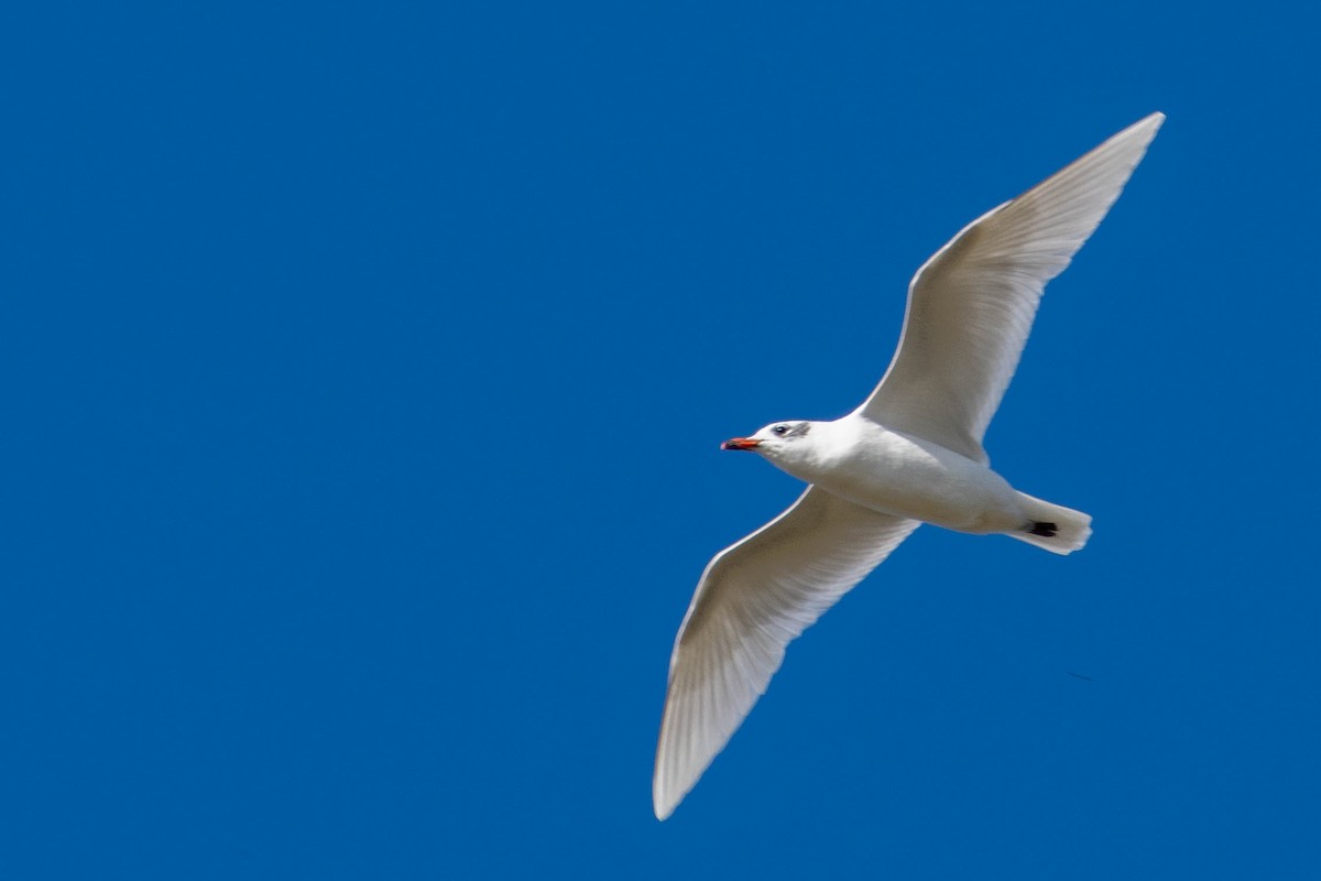 Mediterranean Gull - ML646105011