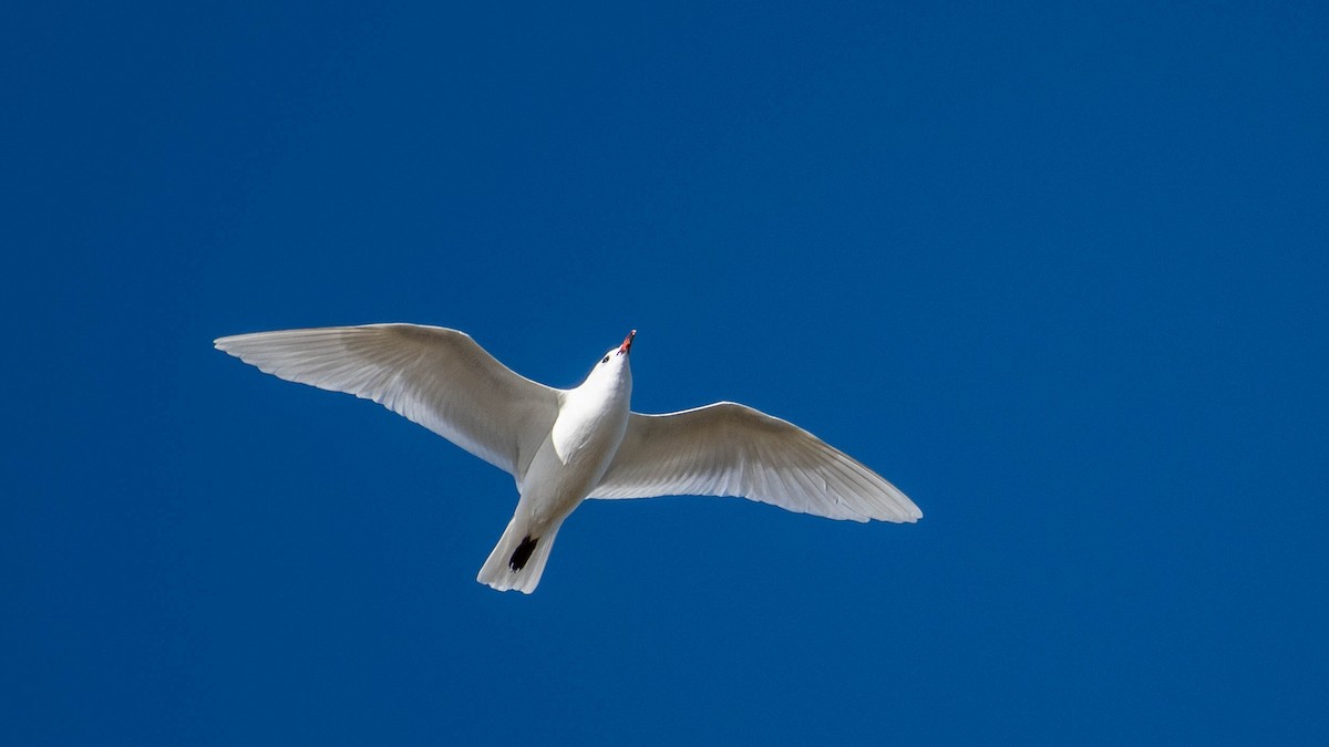 Mediterranean Gull - ML646105012