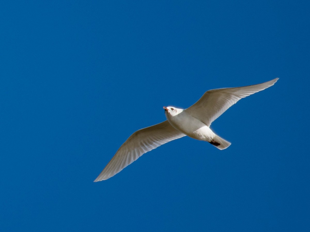 Mediterranean Gull - ML646105013