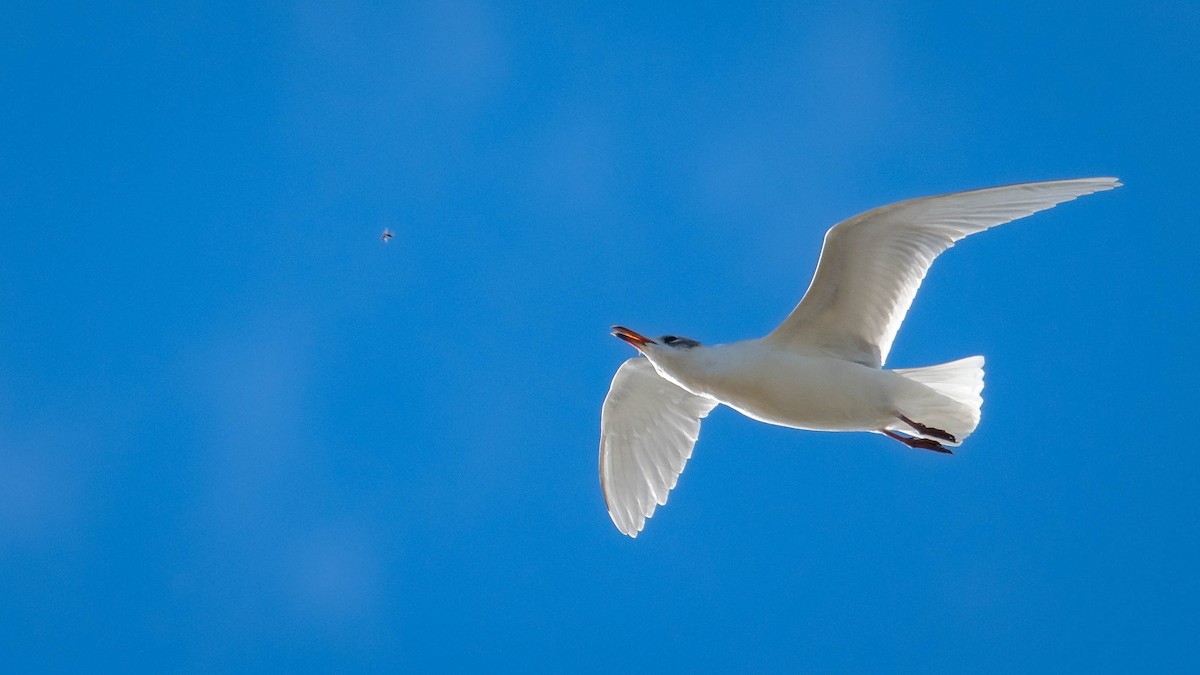 Mediterranean Gull - ML646105014