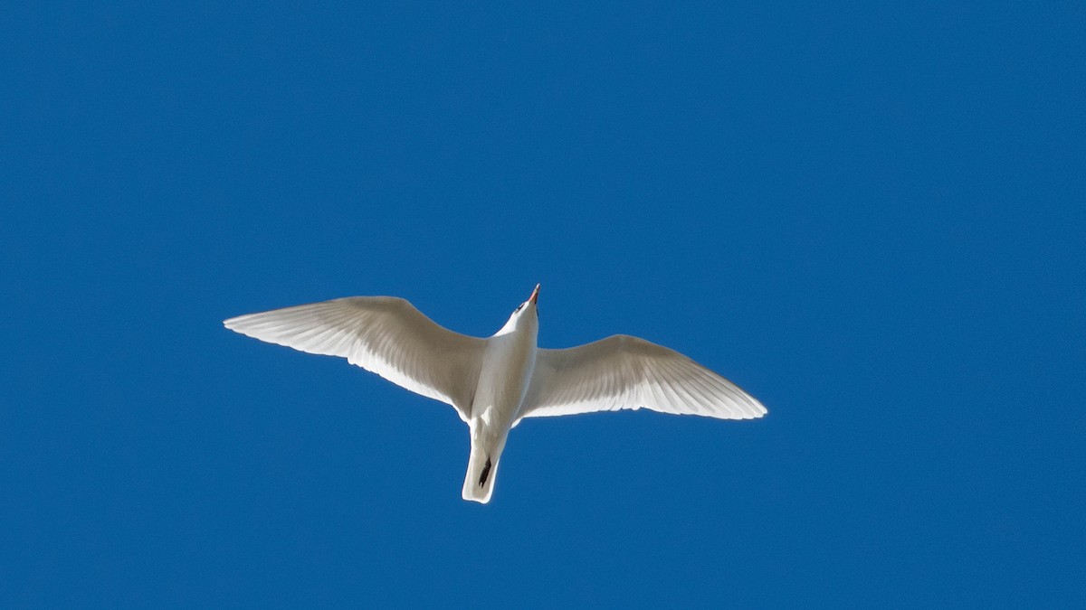 Mediterranean Gull - ML646105015