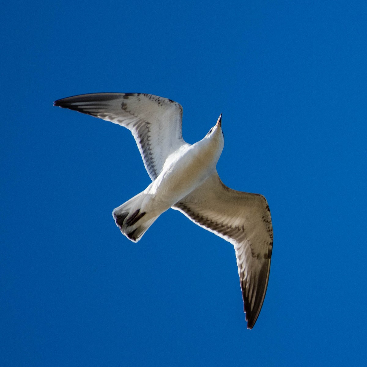 Mediterranean Gull - ML646105016