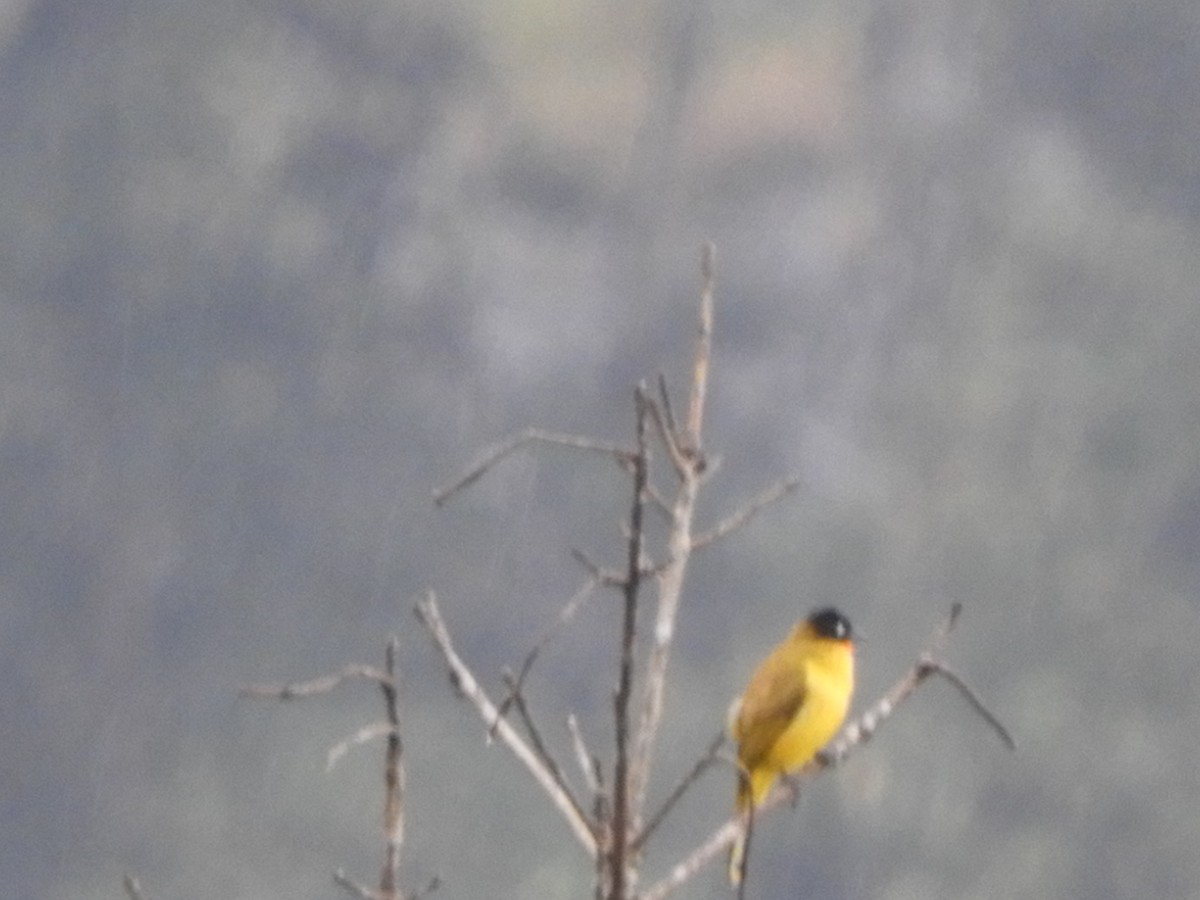 Flame-throated Bulbul - ML646105019