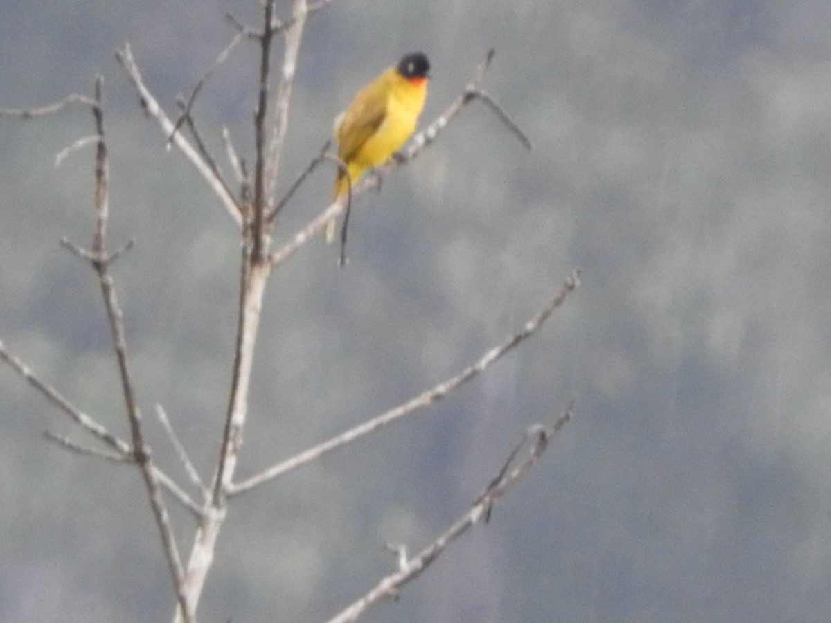 Flame-throated Bulbul - ML646105020