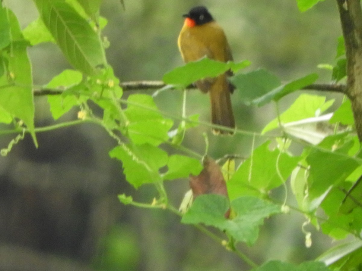 Flame-throated Bulbul - ML646105021