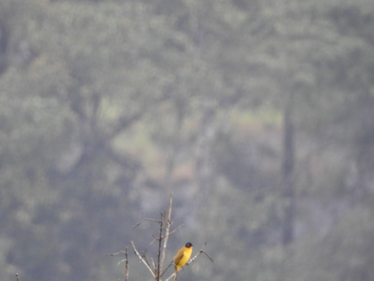 Flame-throated Bulbul - ML646105022