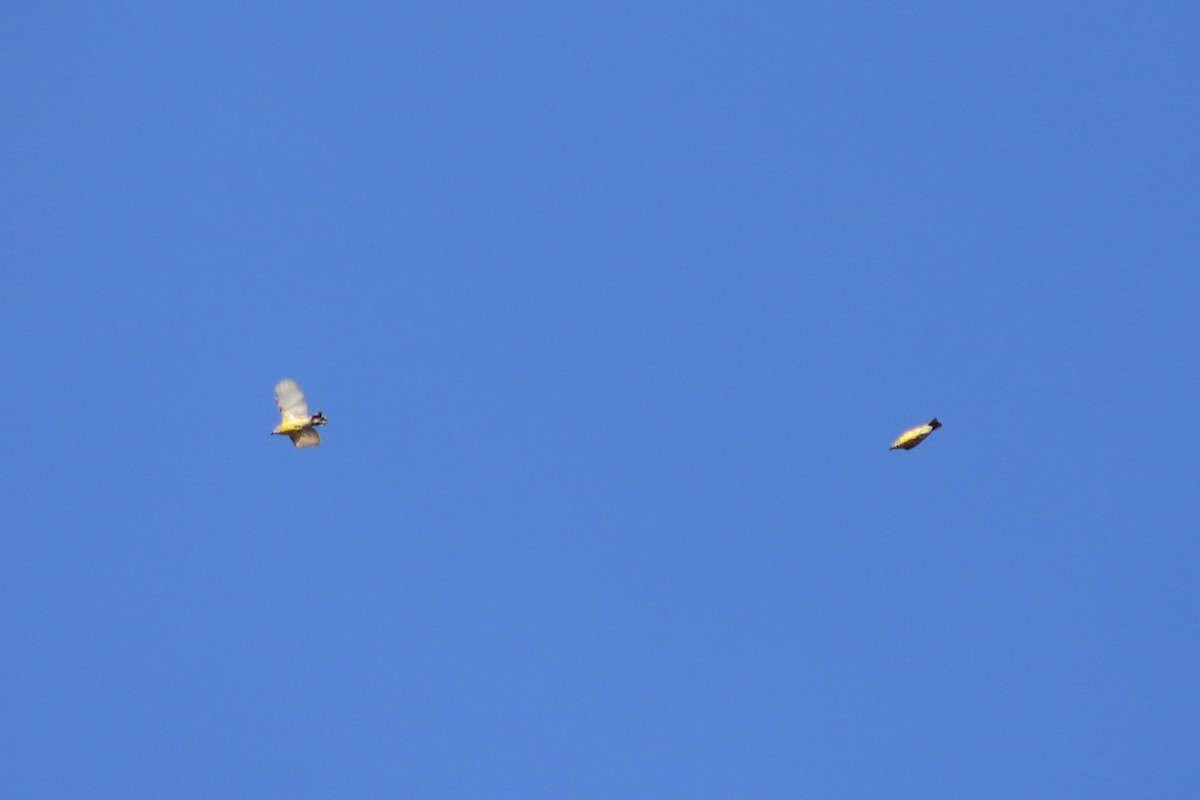 White-throated Gerygone - ML646105049