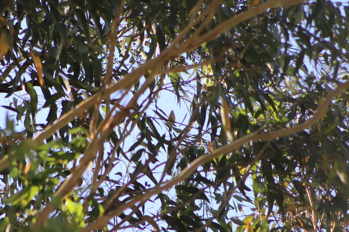 White-throated Gerygone - ML646105050