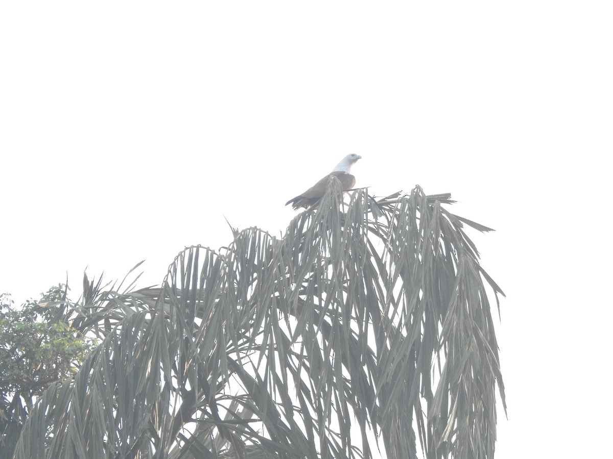 Brahminy Kite - ML646105052