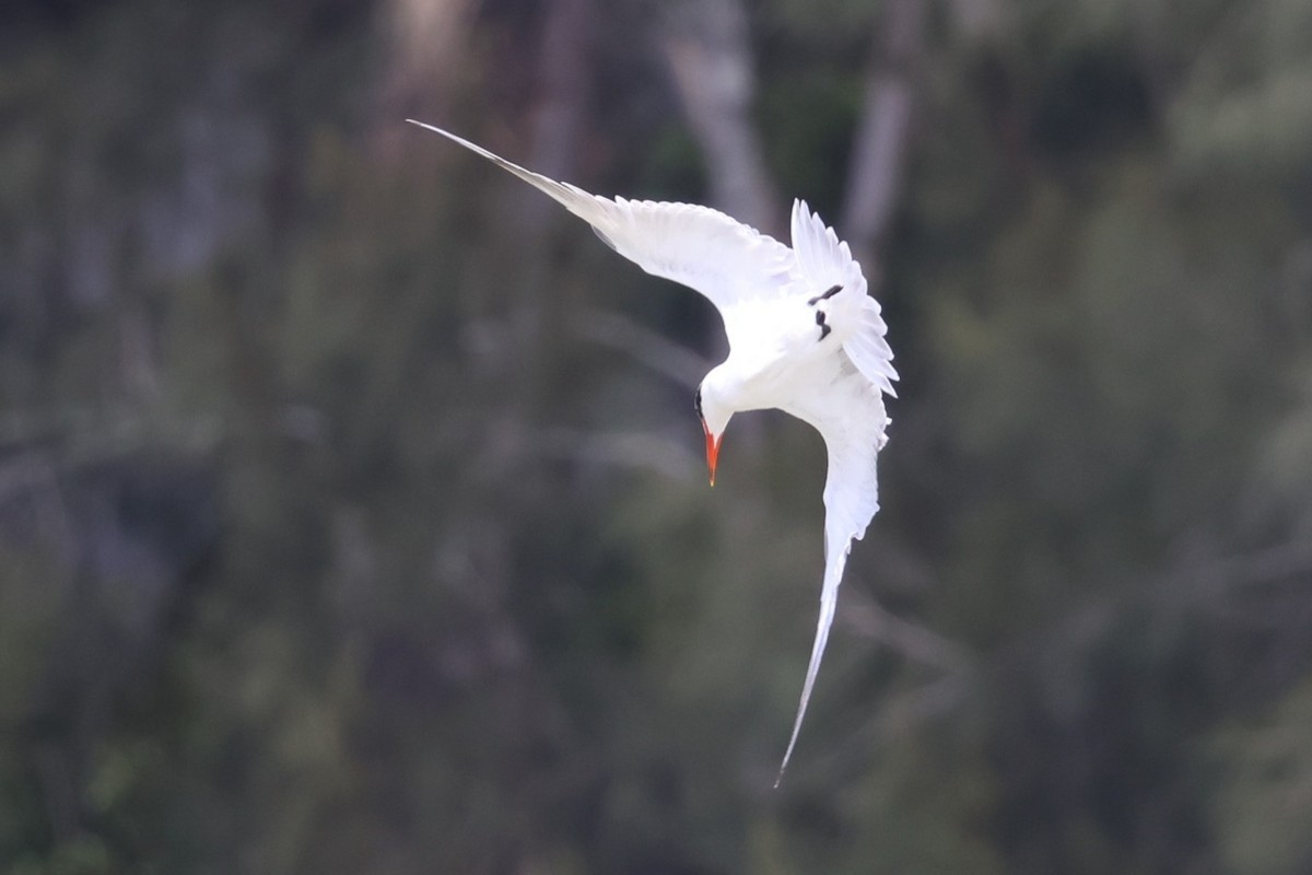 Hazar Sumrusu - ML646105053