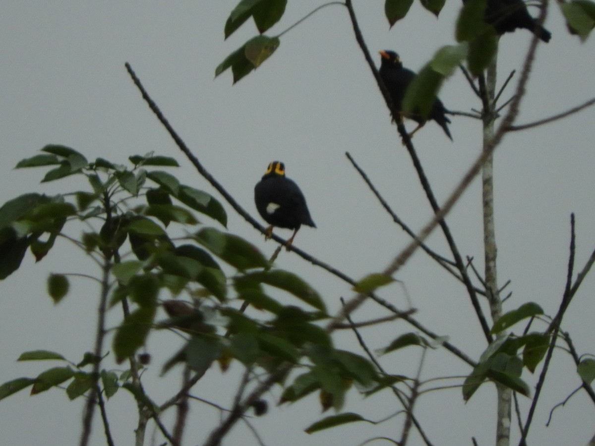 Southern Hill Myna - ML646105054