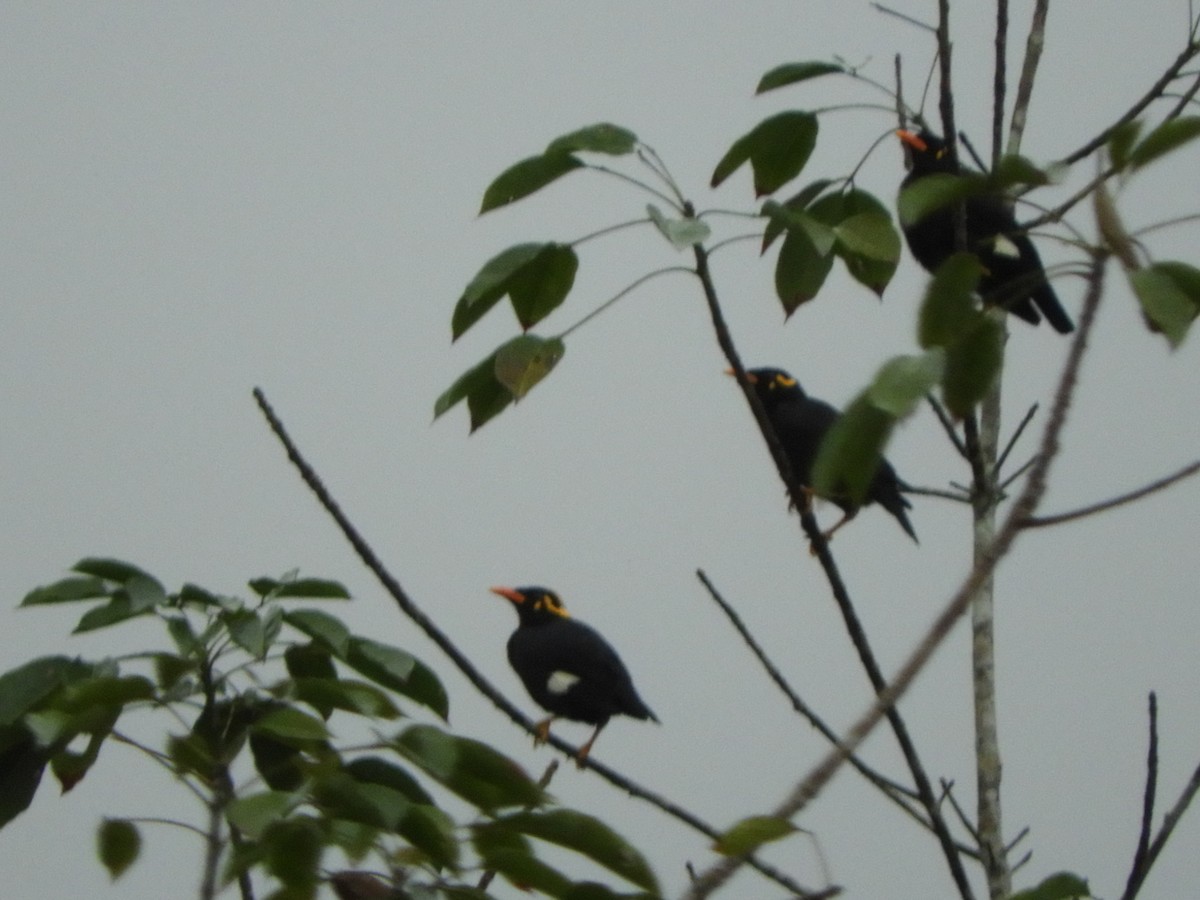 Southern Hill Myna - ML646105055
