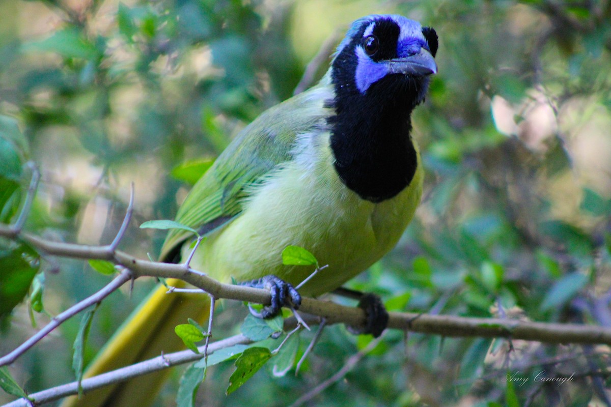 sojka zelenavá - ML646105060