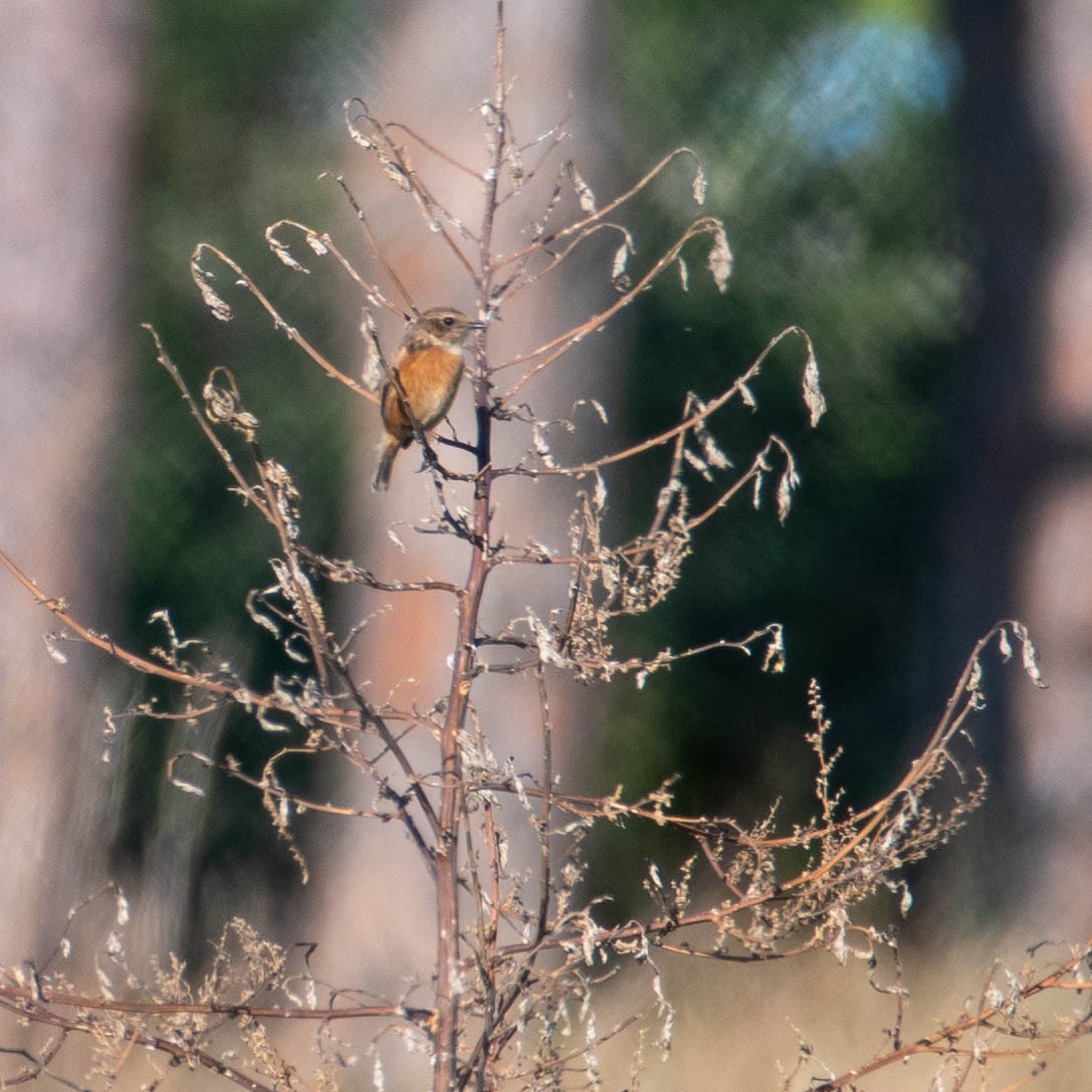 European Stonechat - ML646105066