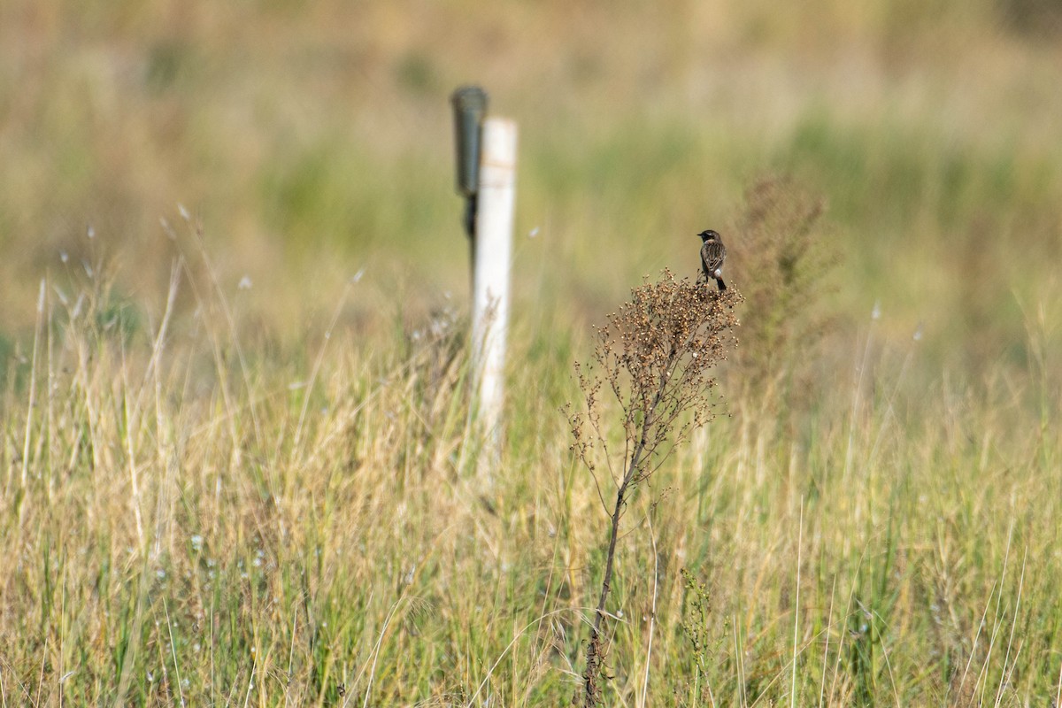 European Stonechat - ML646105067