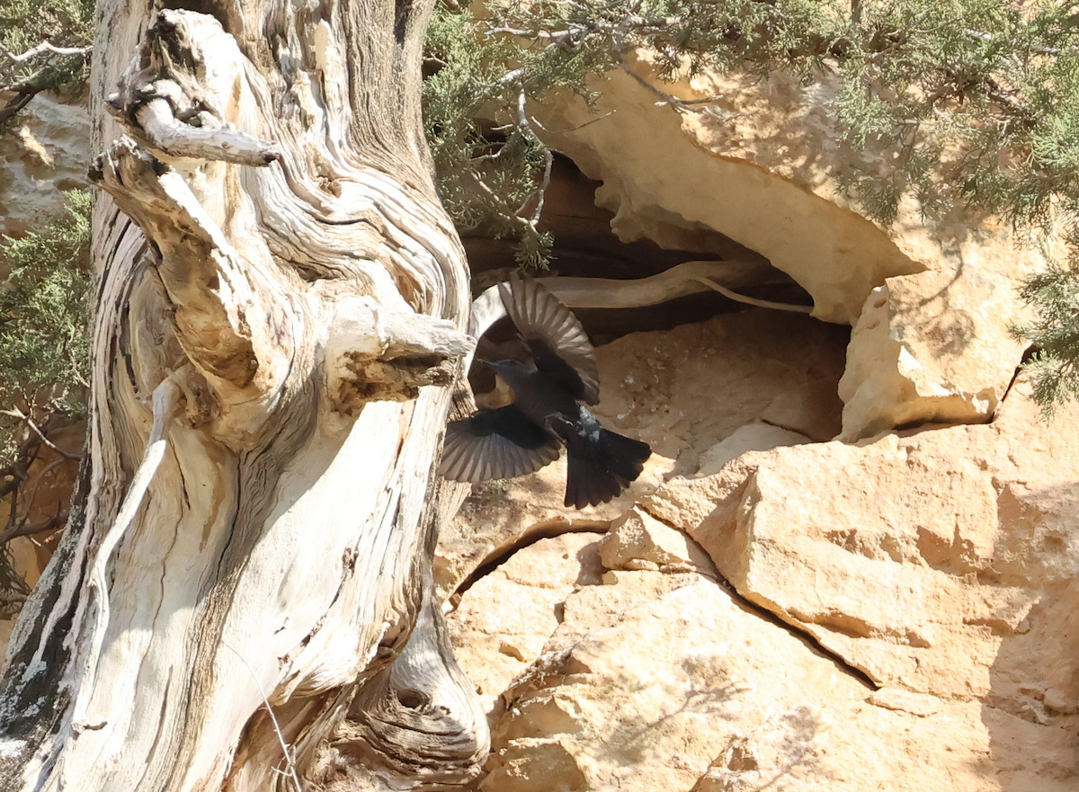 Blue Rock-Thrush - ML646105069