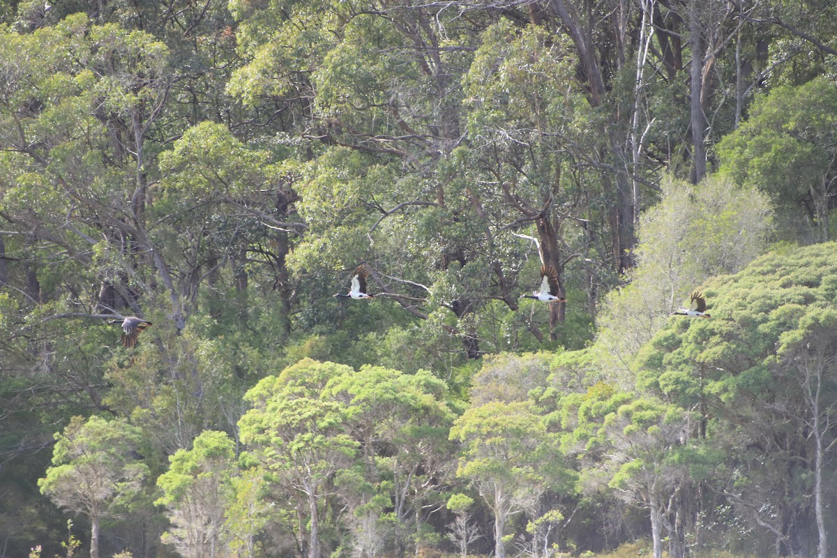 husovec strakatý - ML646105072