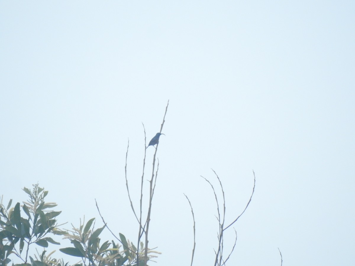 Loten's Sunbird - ML646105073