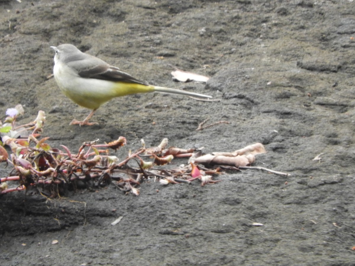 Gray Wagtail - ML646105076