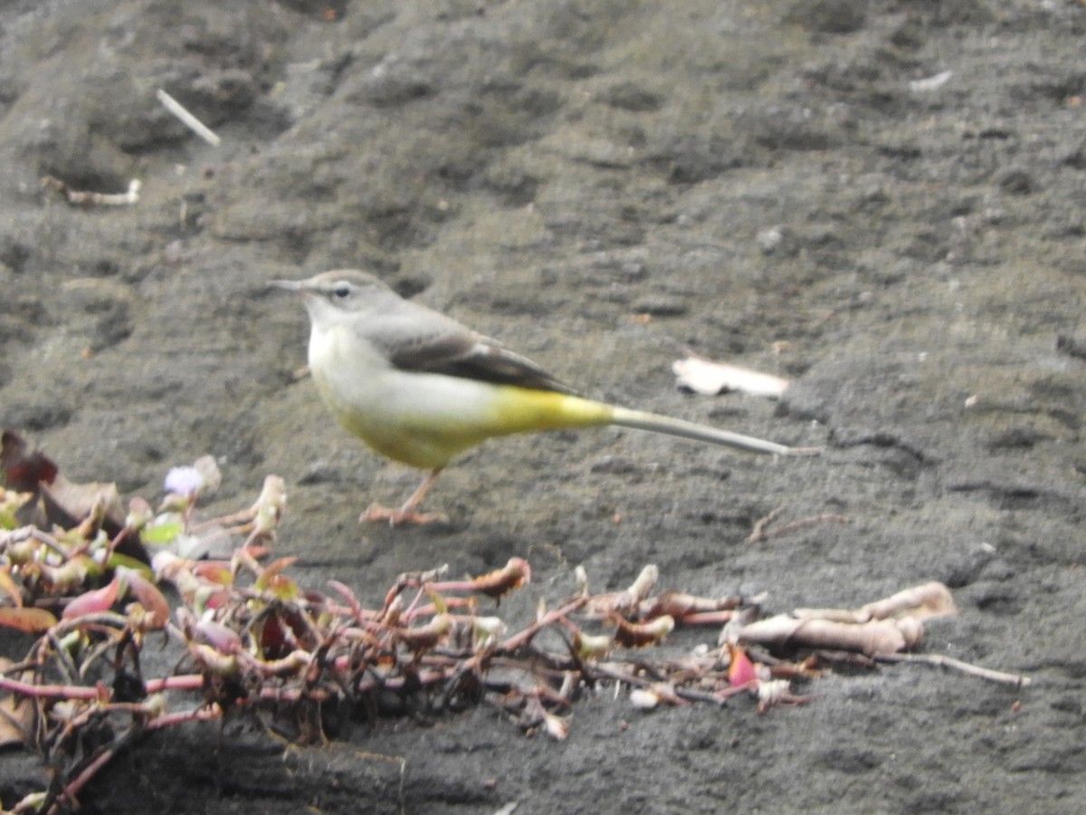 Gray Wagtail - ML646105077