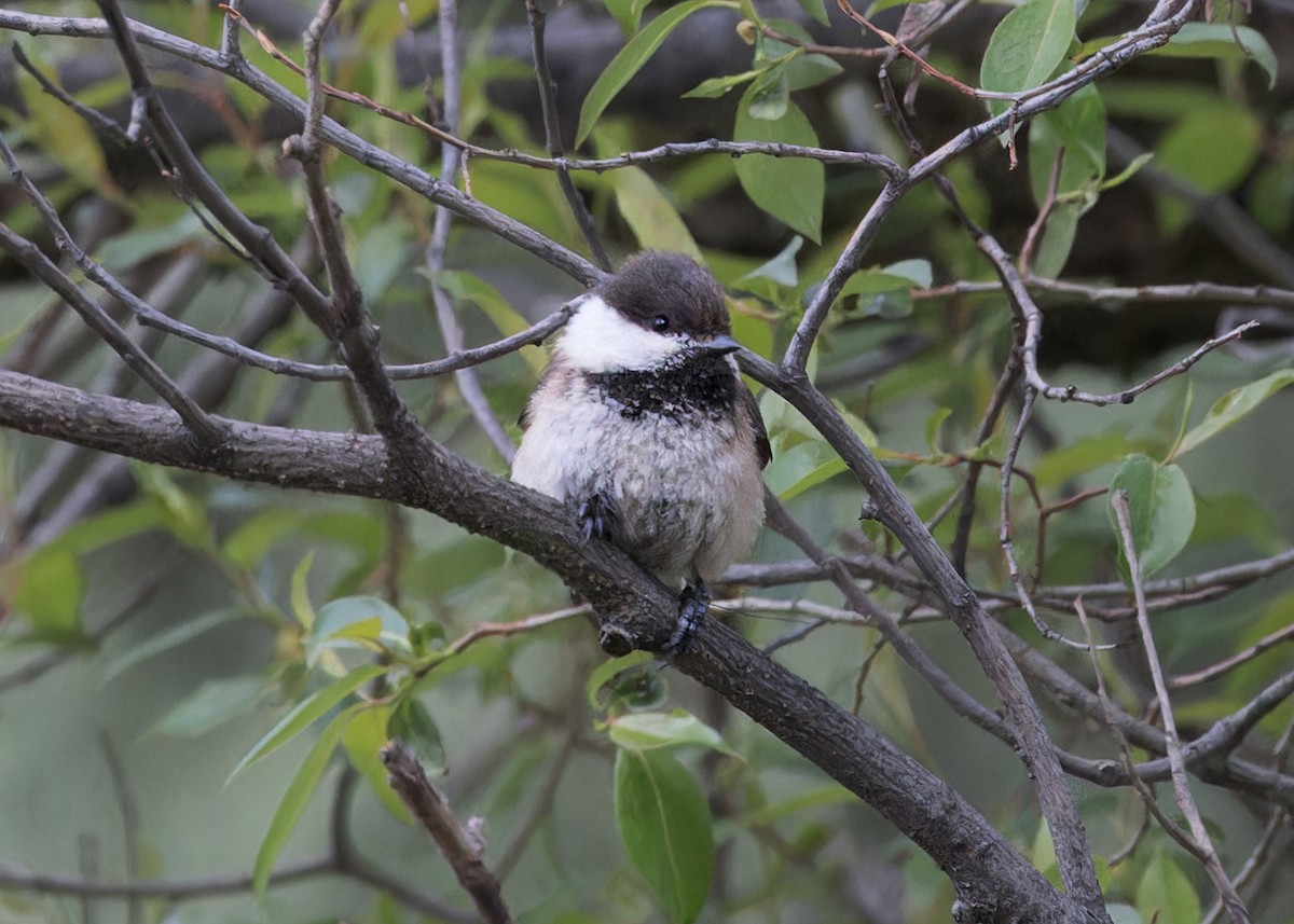 Willow Tit (Songar) - ML646105081