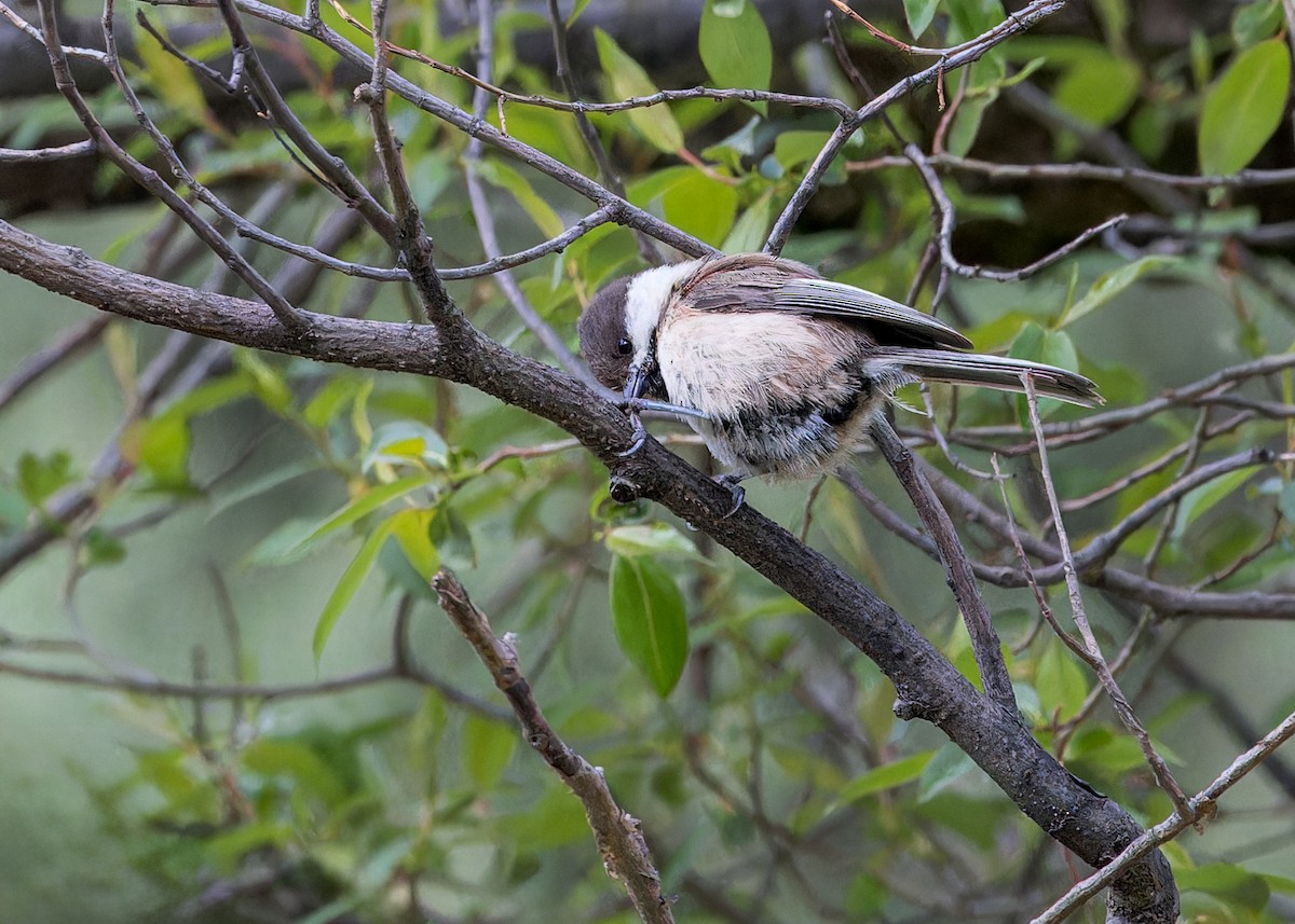 Willow Tit (Songar) - ML646105082