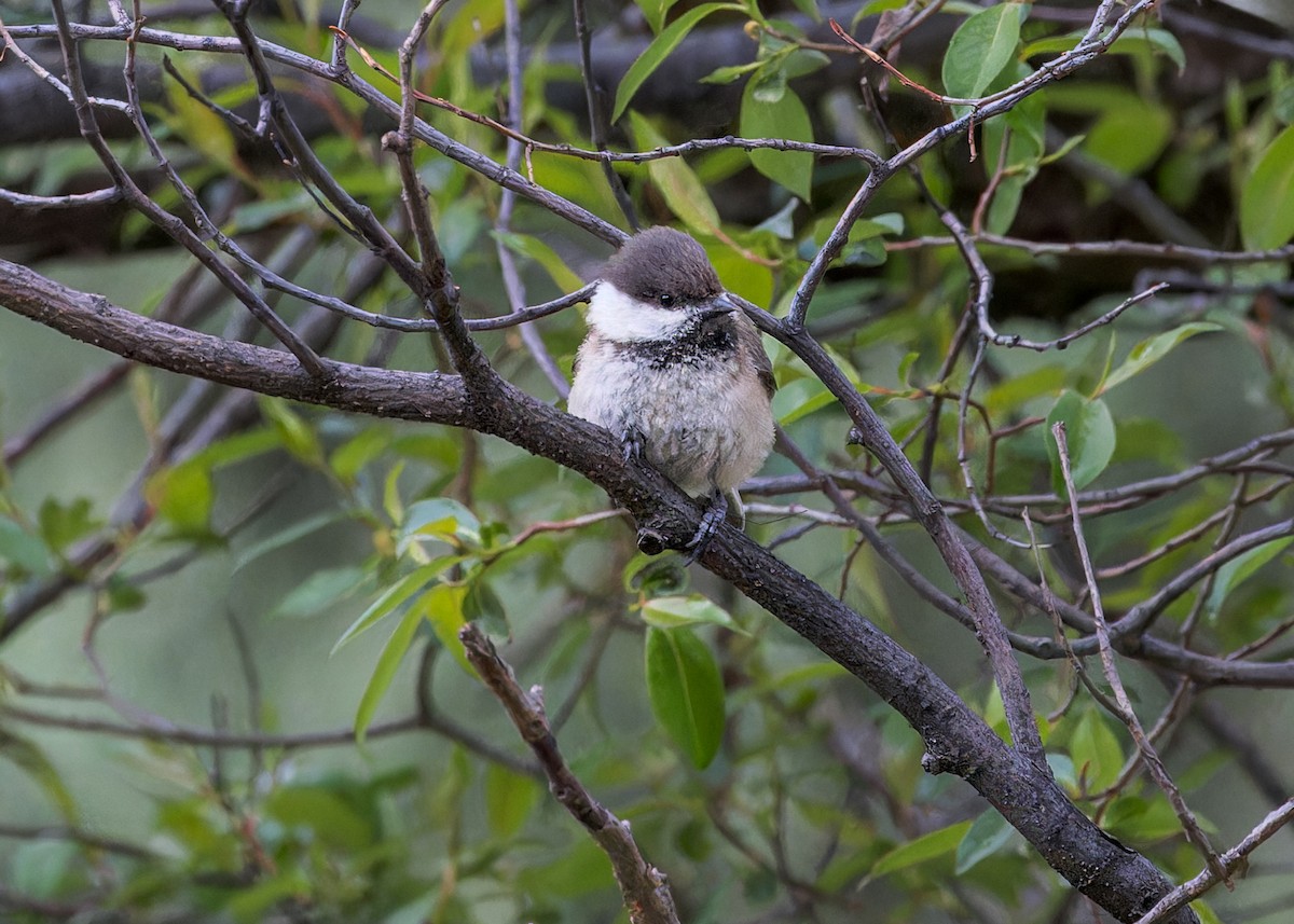 Willow Tit (Songar) - ML646105083