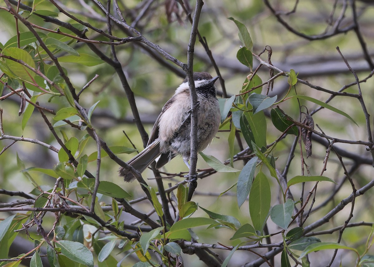 Willow Tit (Songar) - ML646105084