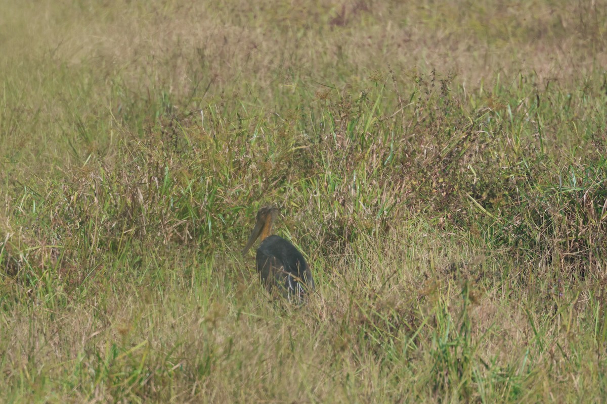 Марабу яванський - ML646105097