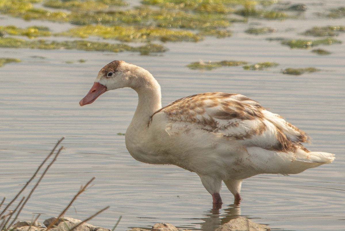 Coscoroba Swan - ML646105100