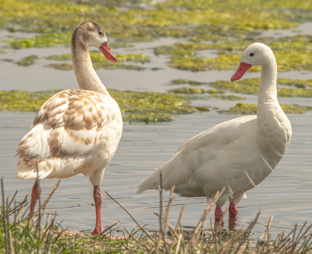 Coscoroba Swan - ML646105101