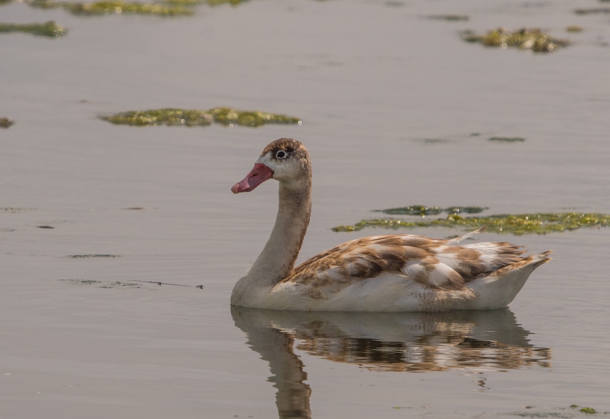 Coscoroba Swan - ML646105102