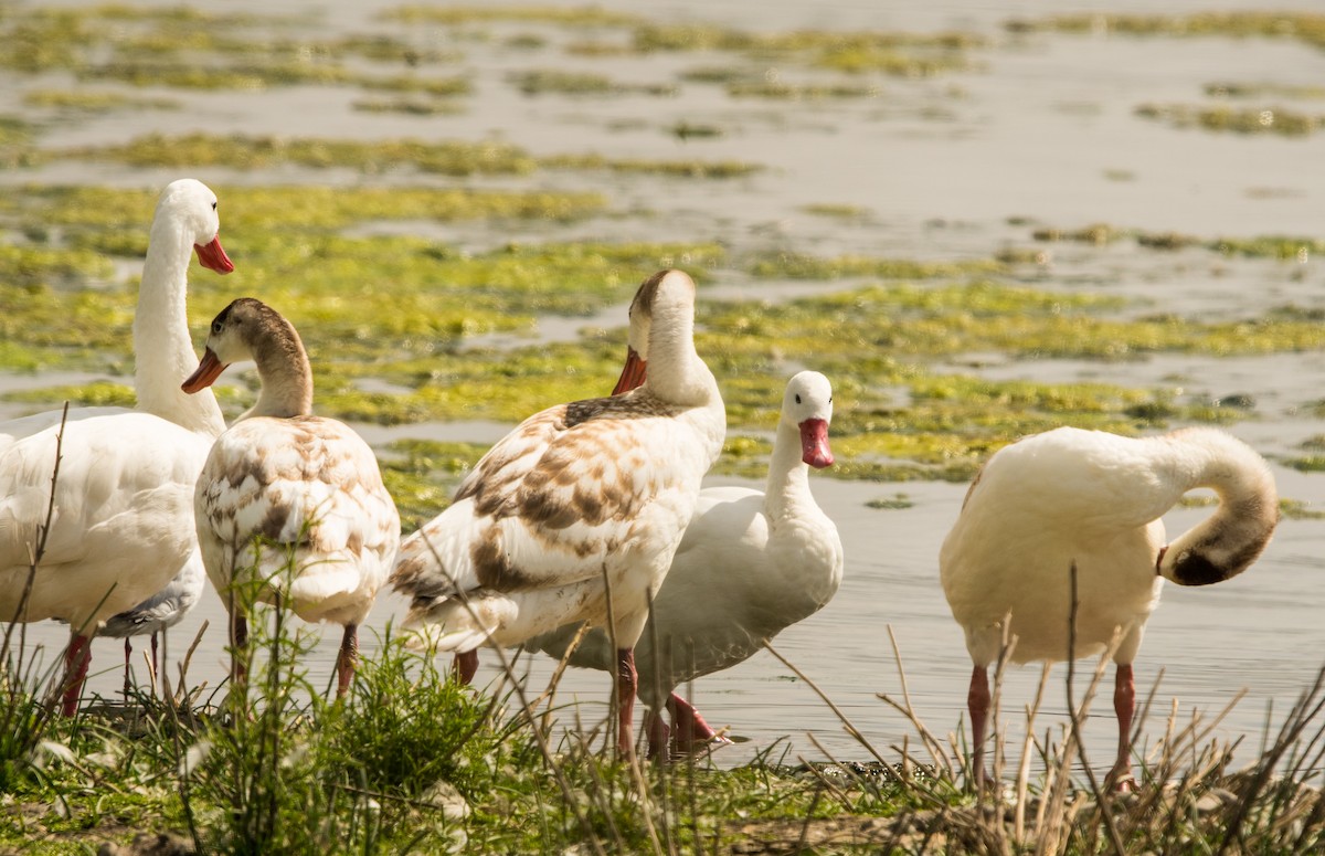 Coscoroba Swan - ML646105103