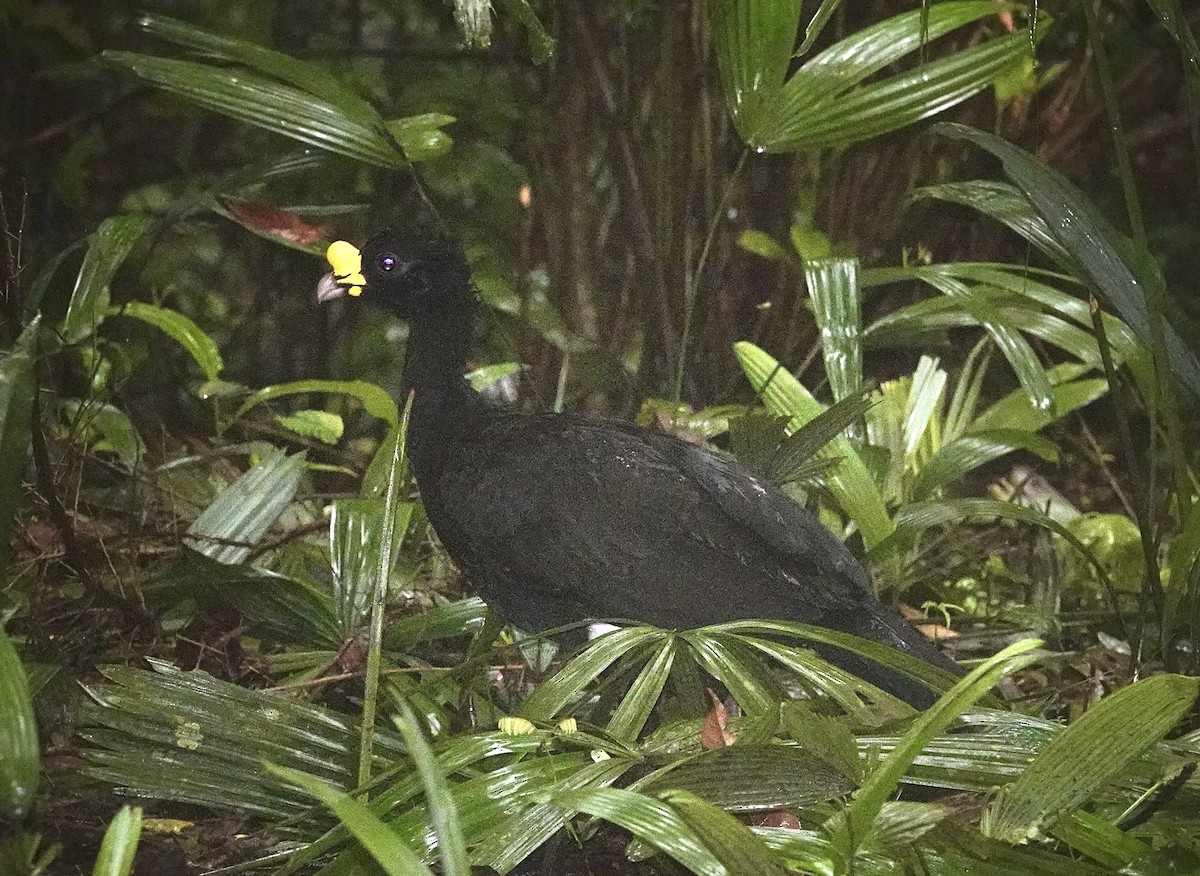 Great Curassow - ML646105115