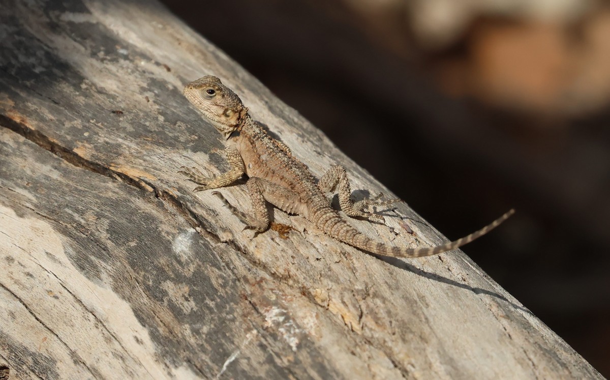 Reptiles - ML646105116