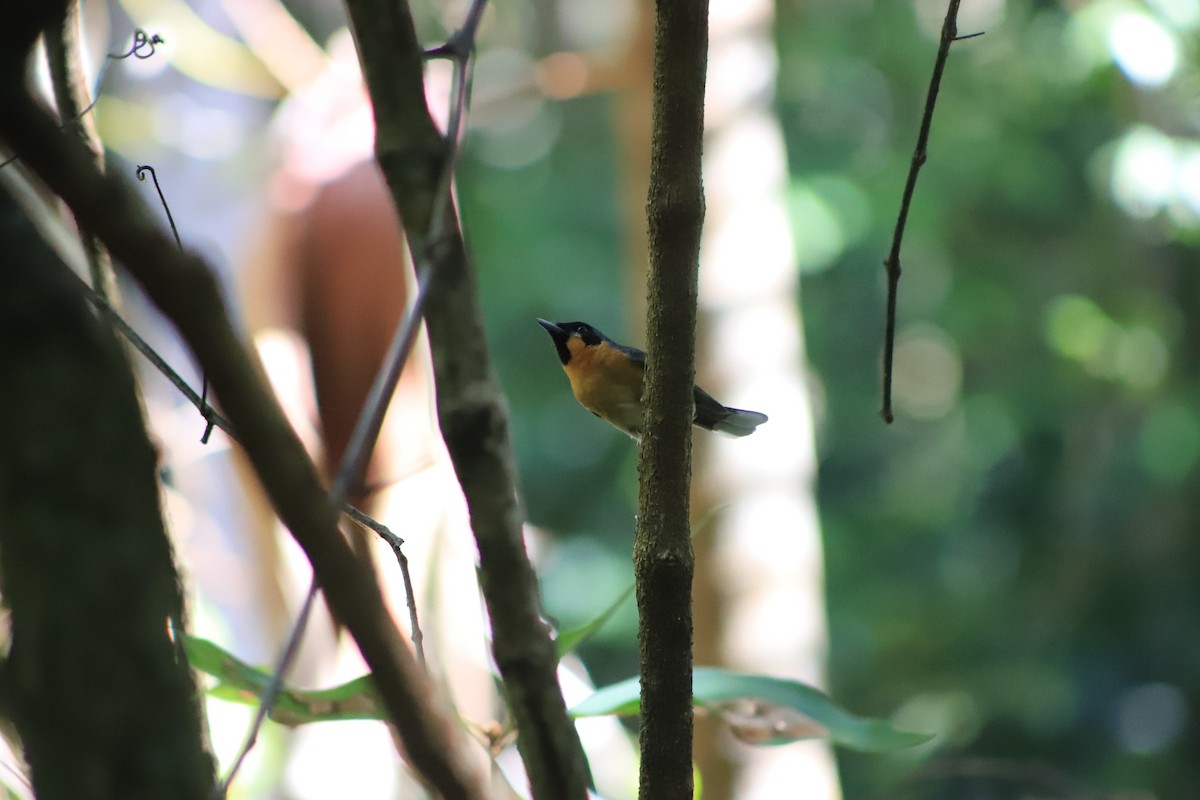 Australian Spectacled Monarch - ML646105119