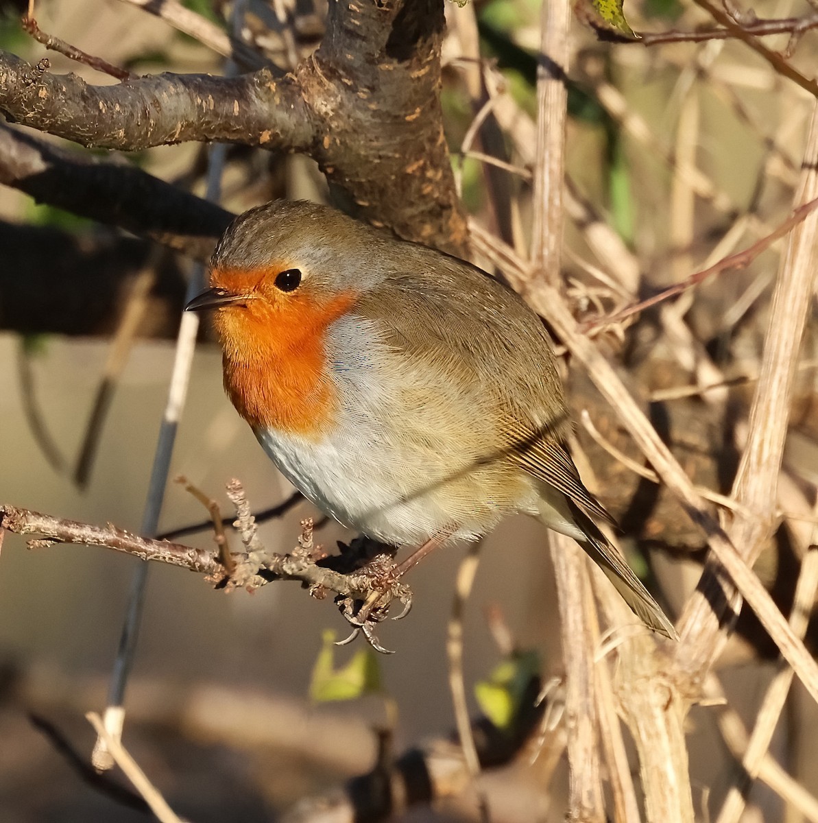 Вільшанка - ML646105126