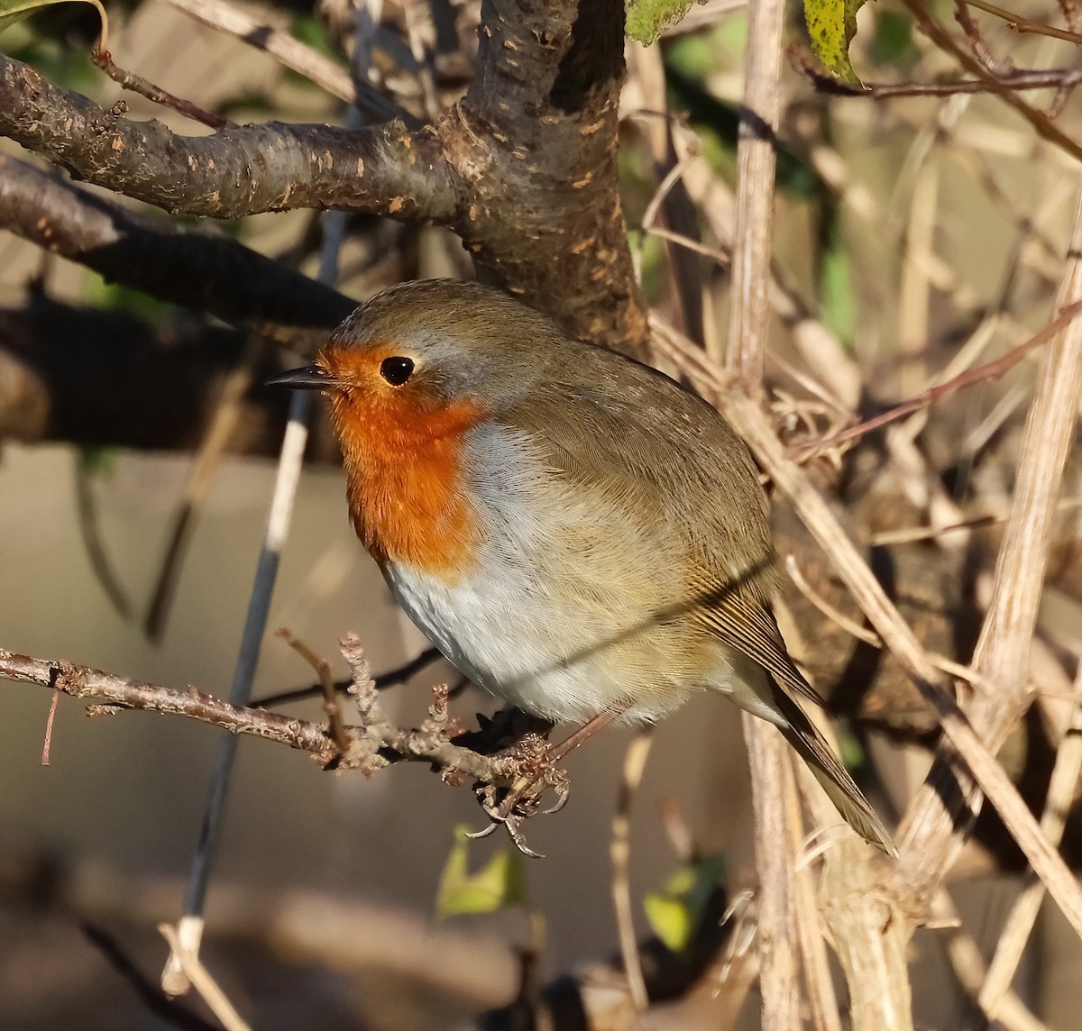 Вільшанка - ML646105127