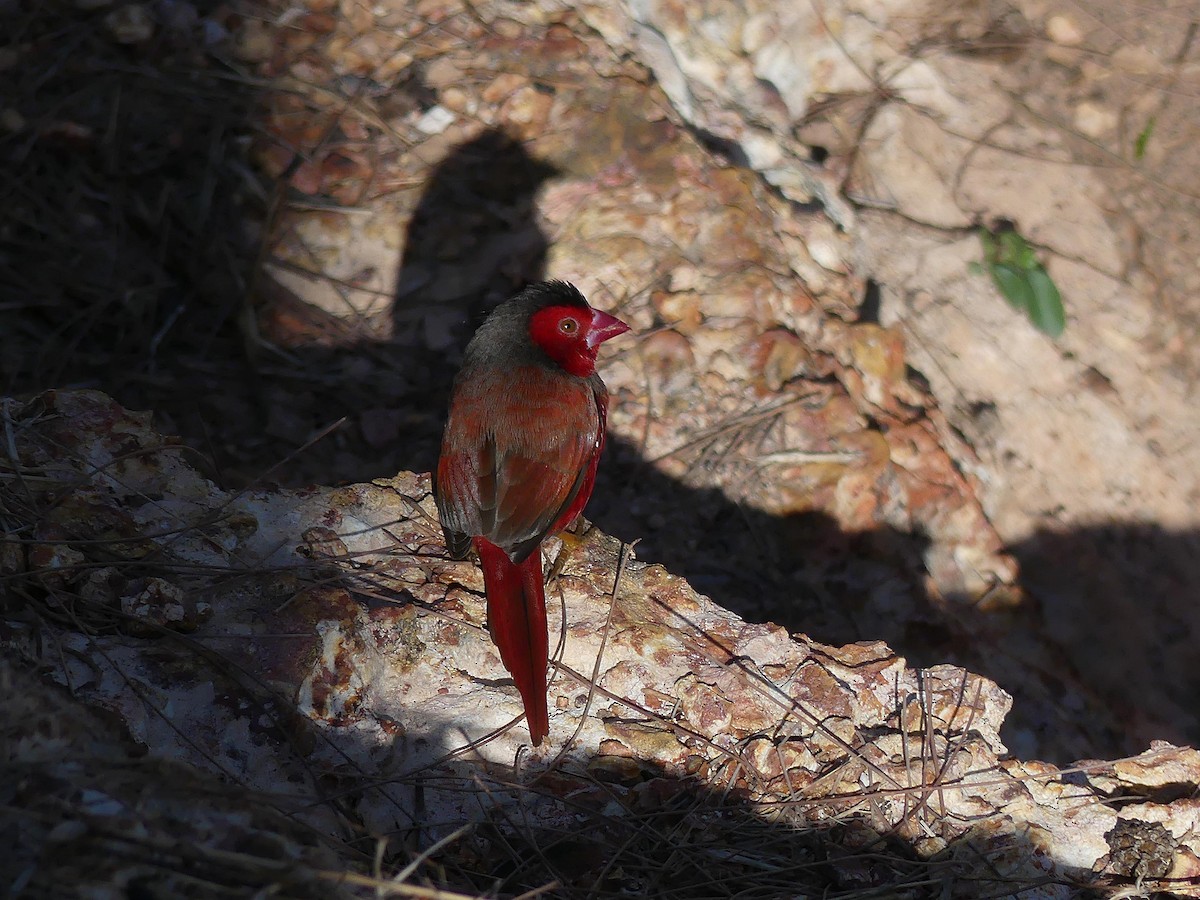 Амадина-рубінчик малинова - ML646105129