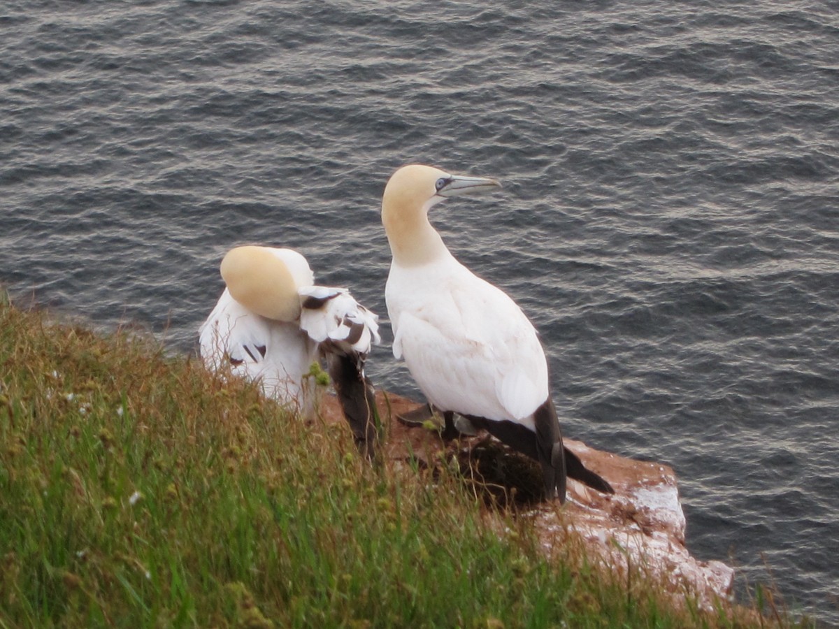 Сула атлантична - ML646105130