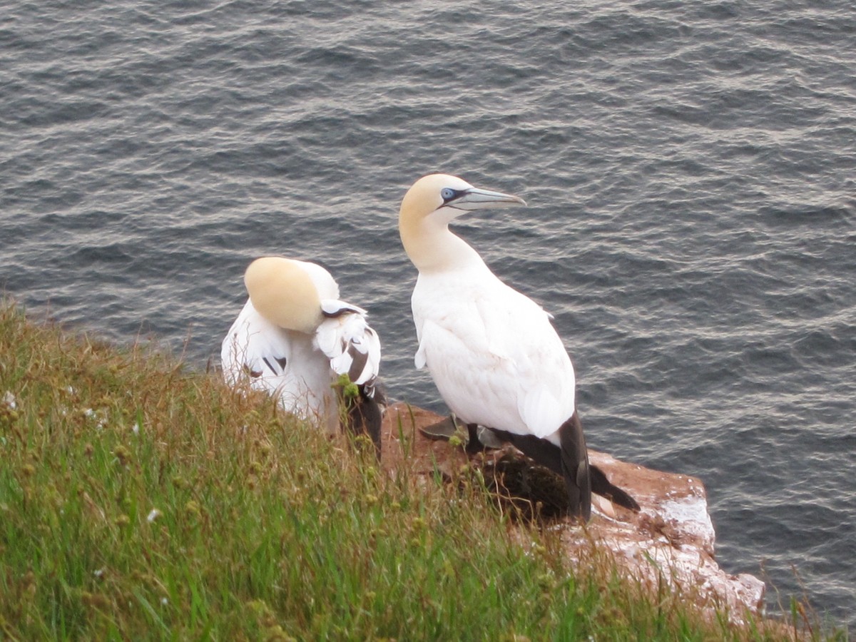 Сула атлантична - ML646105134