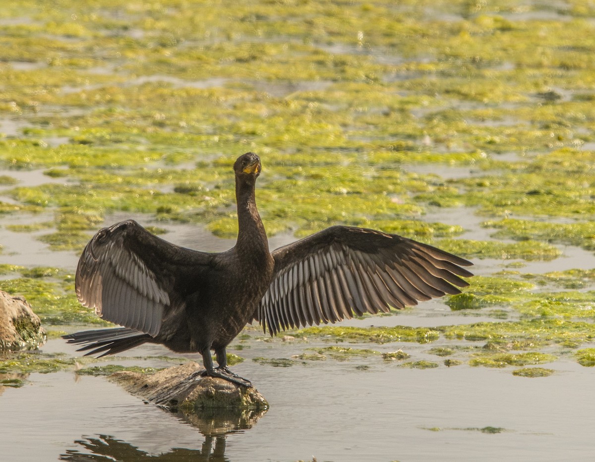Баклан бразильський - ML646105135