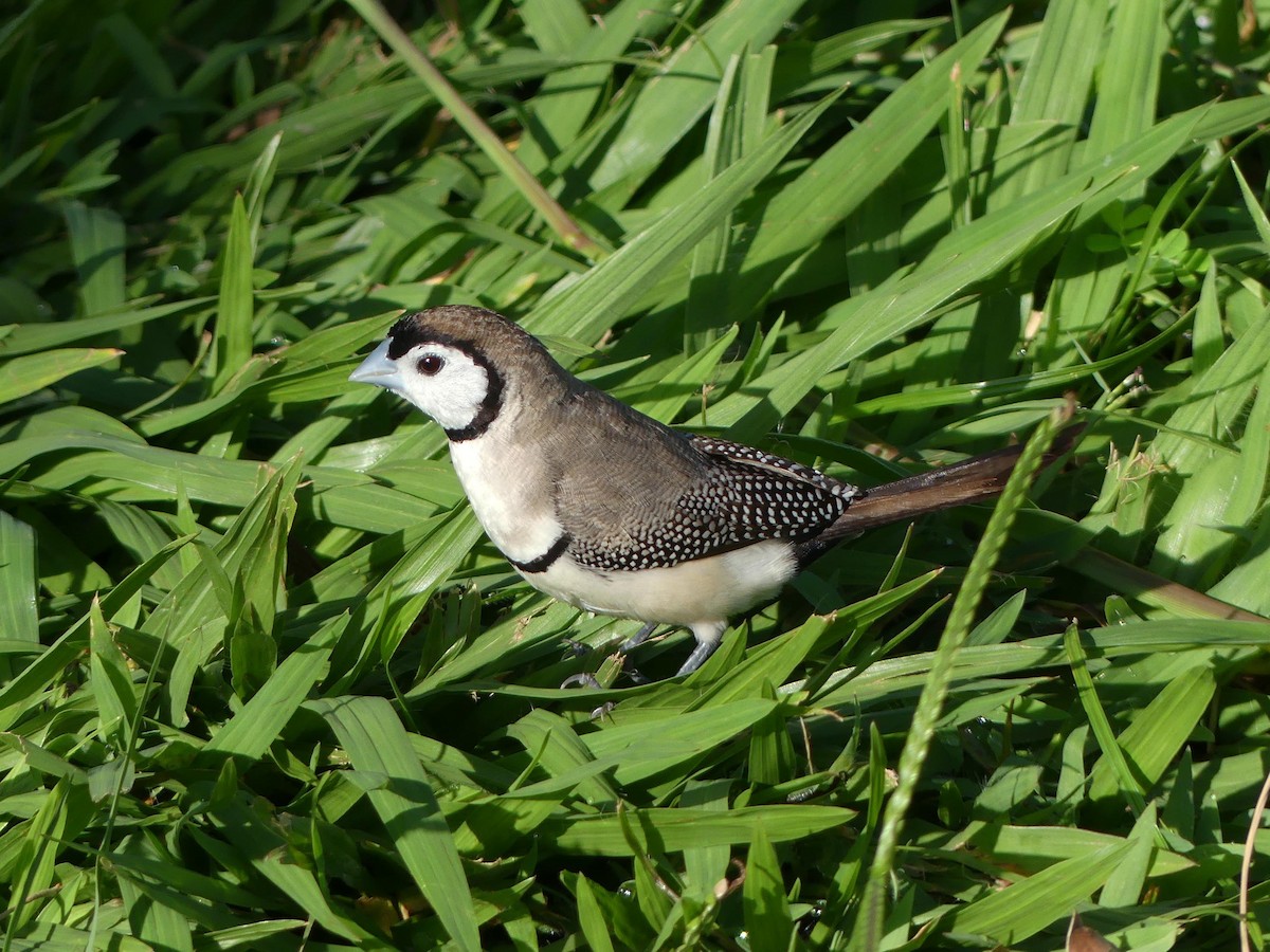 Діамантник білощокий - ML646105136