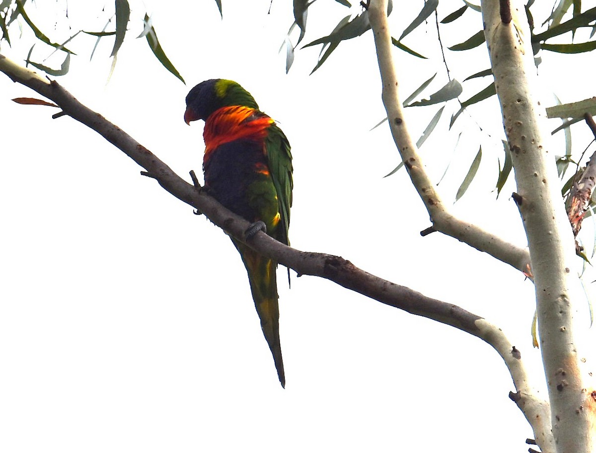 Лорікет синьоголовий - ML646105138