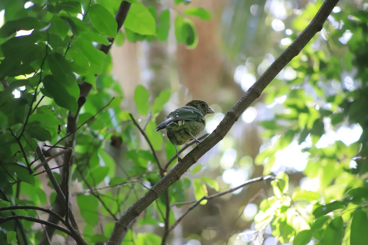 Нявкун зелений - ML646105139