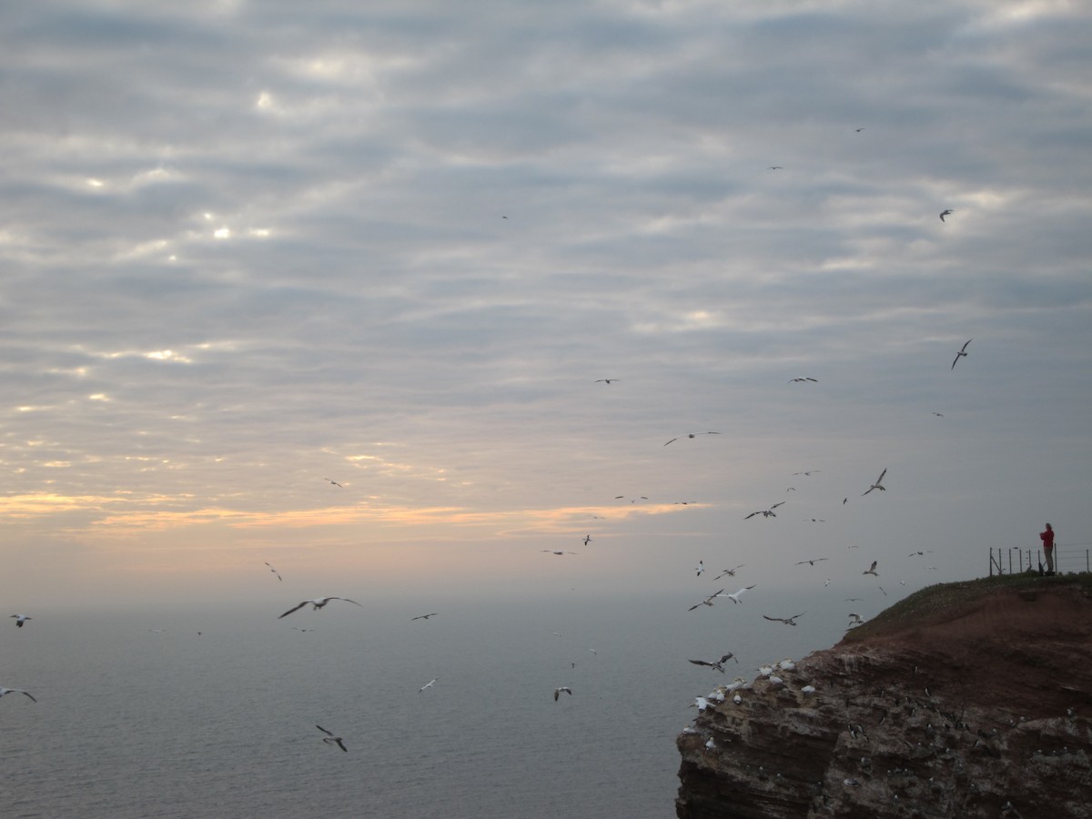 Сула атлантична - ML646105140