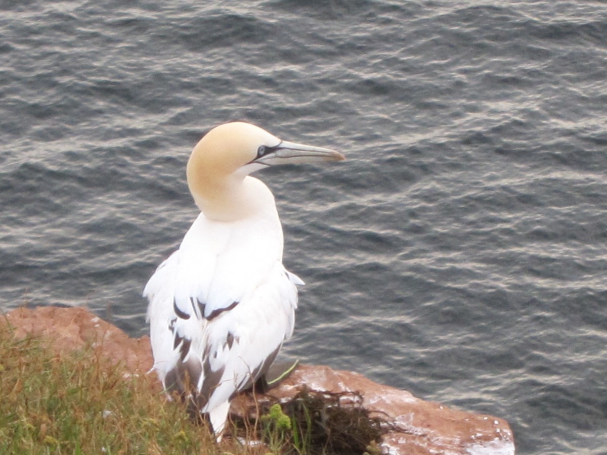 Сула атлантична - ML646105141