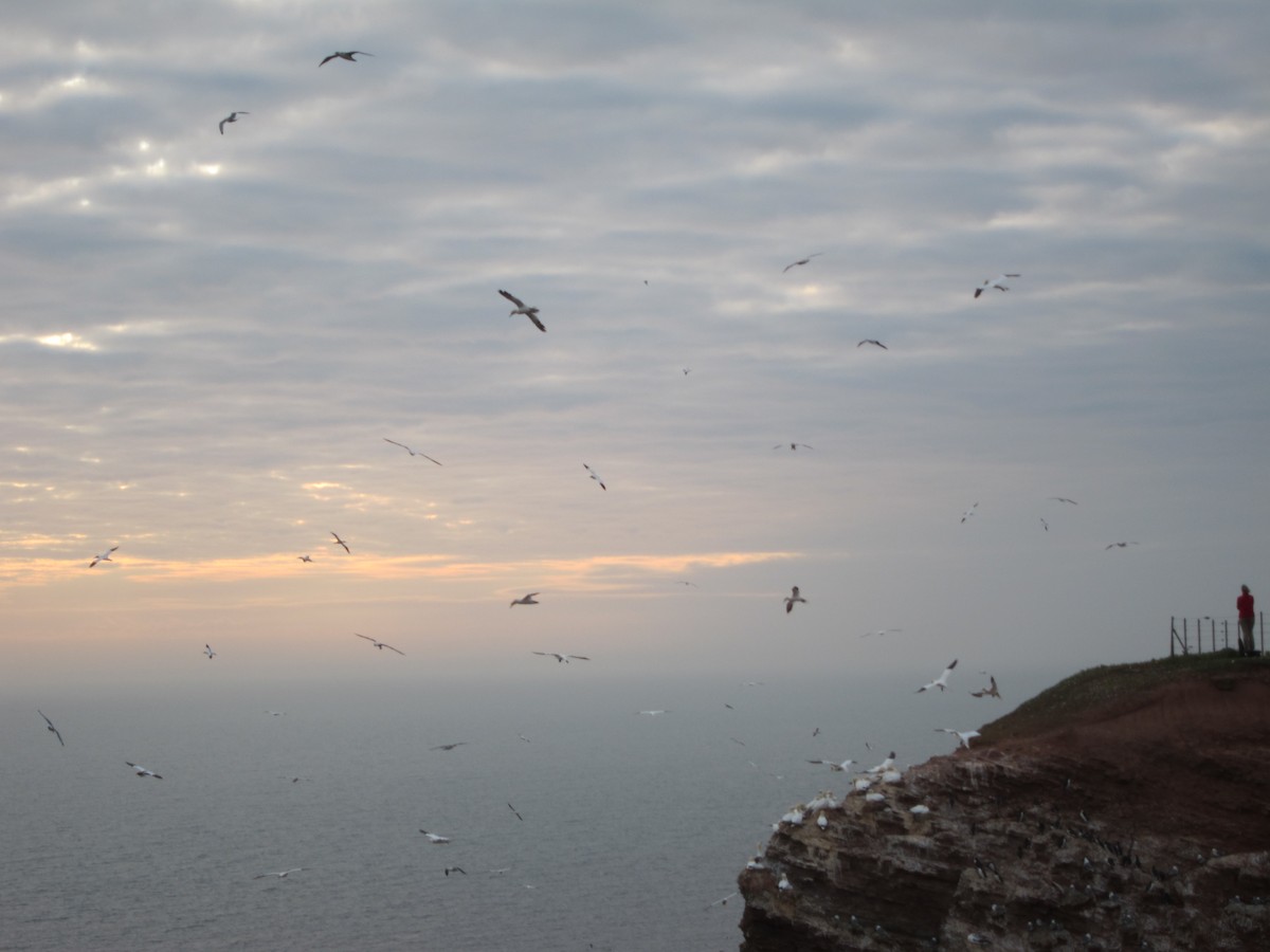 Сула атлантична - ML646105142