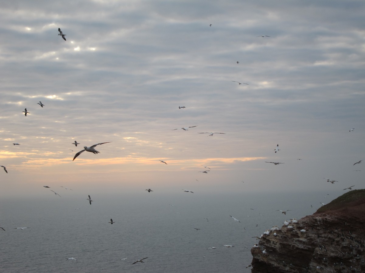 Сула атлантична - ML646105143